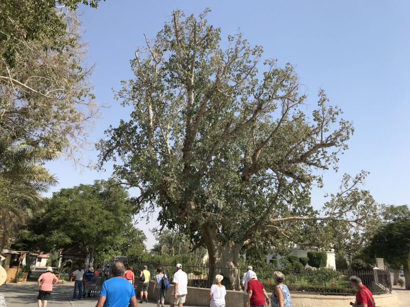 Zachäusbaum in Jericho