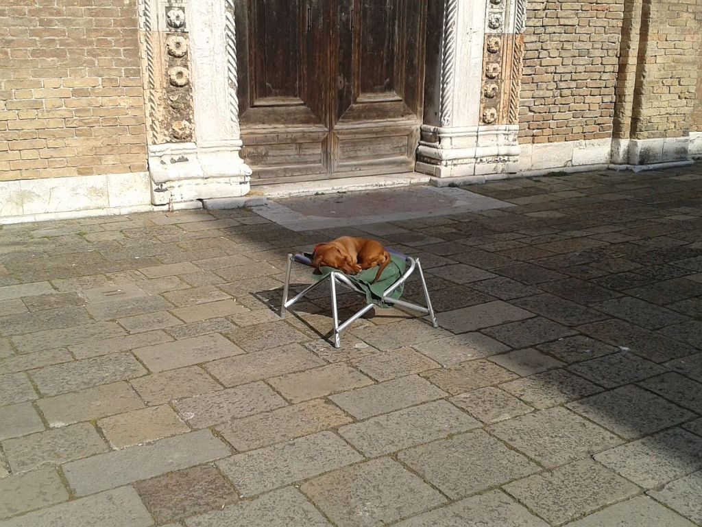 Hund entspannt sich auf Stuhl