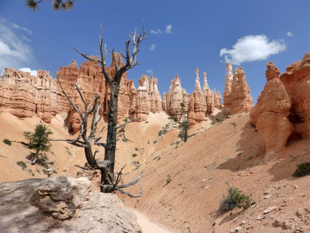 Bryce Canyon Hoodoos