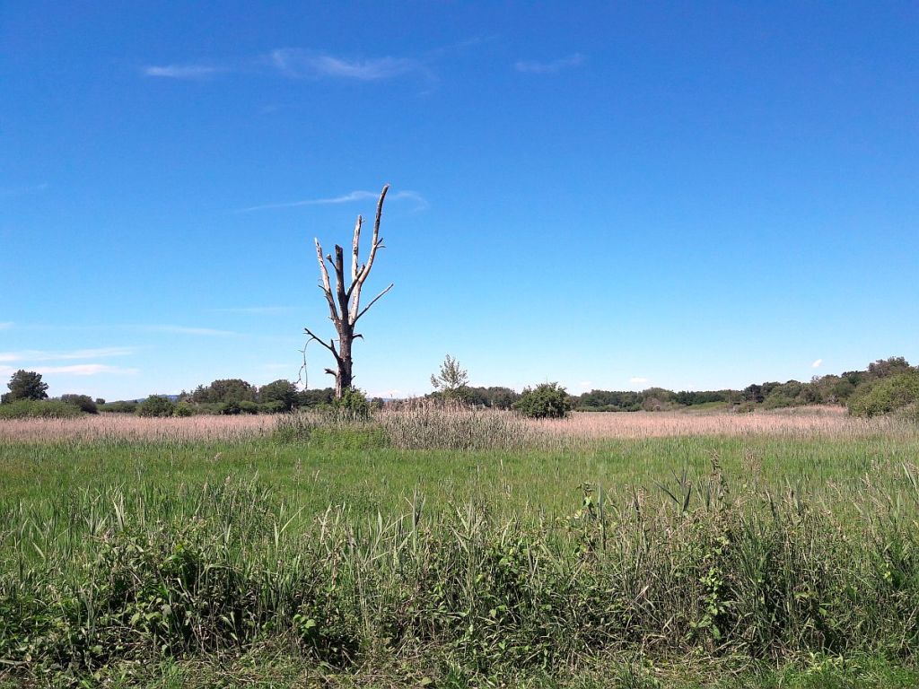 Naturschutzgebiet Eriskircher Ried