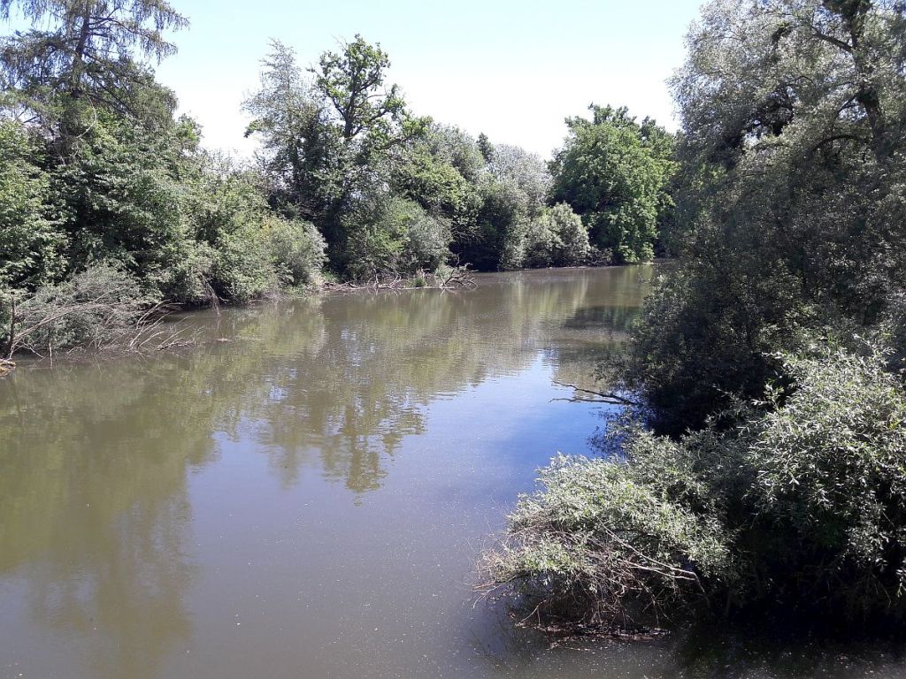 Stiller Schussenarm im Eriskircher Ried
