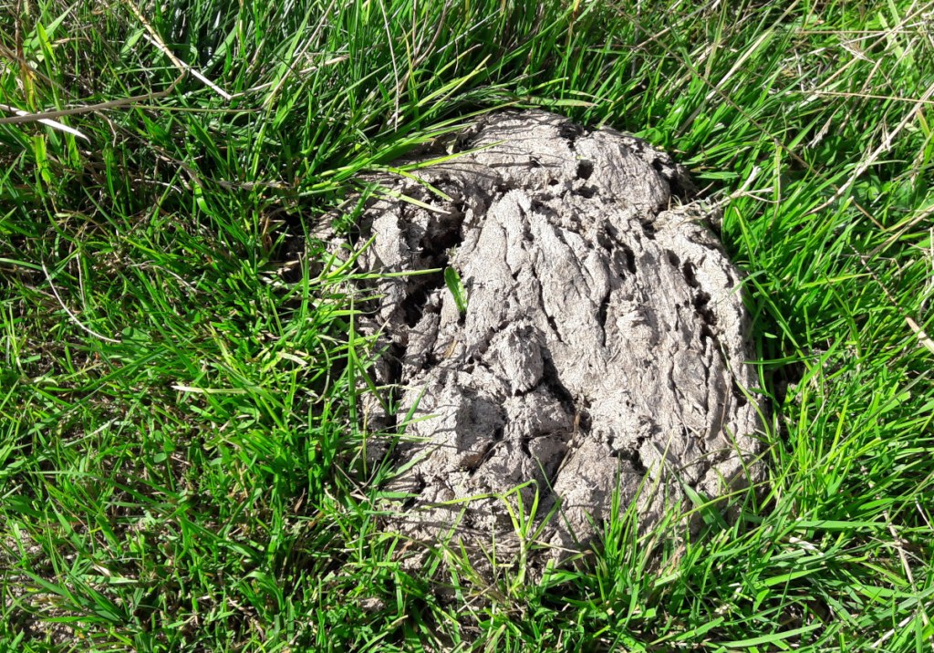 Kuhfladen auf einer Wiese