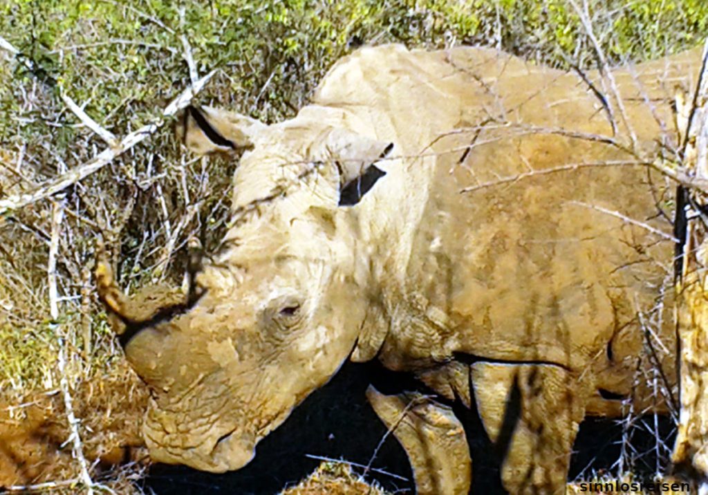 Nashorn in Griffweite