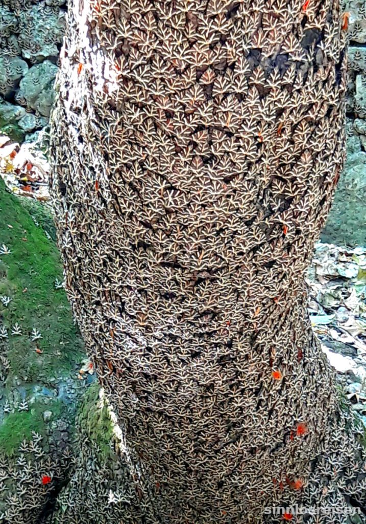 Baum mit tausenden Schmetterlingen