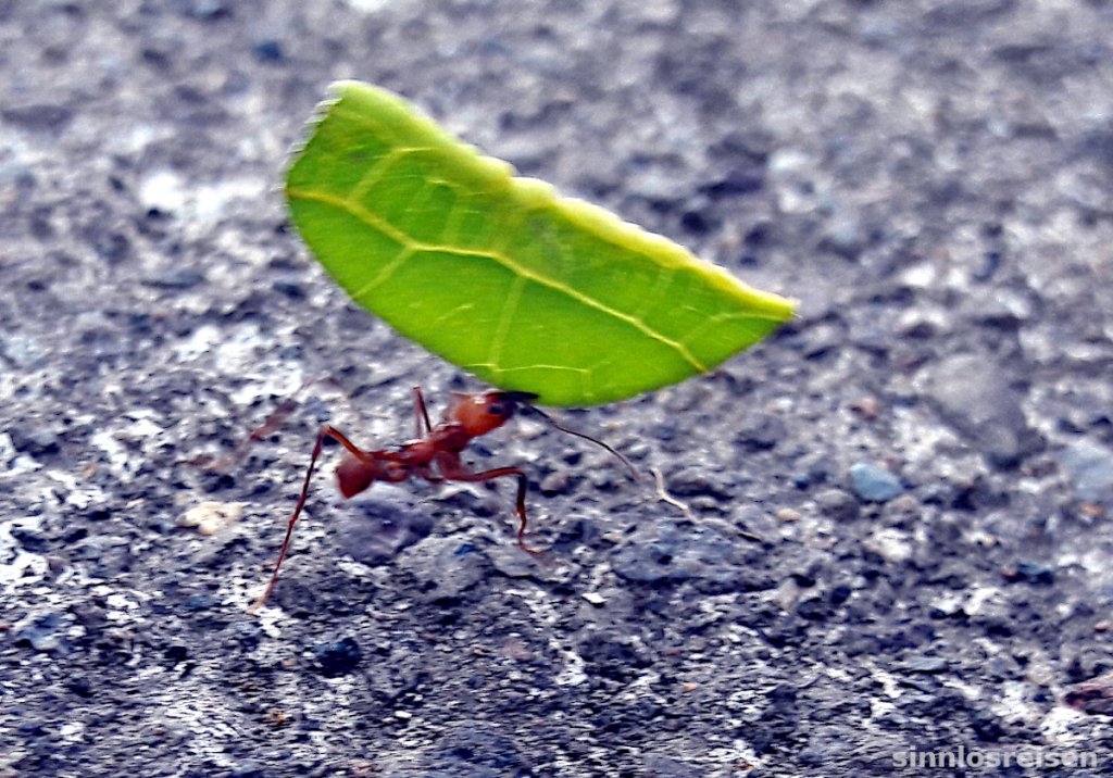 Blattschneiderameise trägt ein Blatt