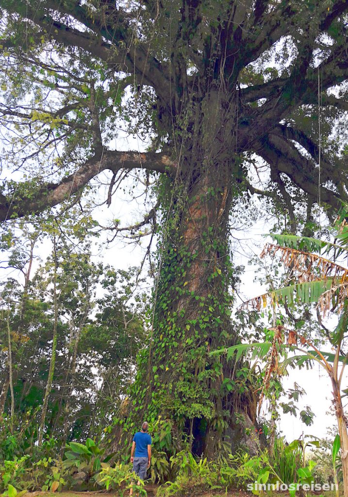 großer Ceiba Tree