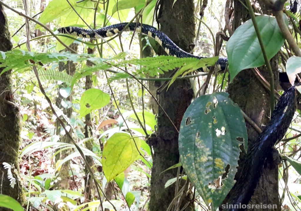 Snake in rain forest