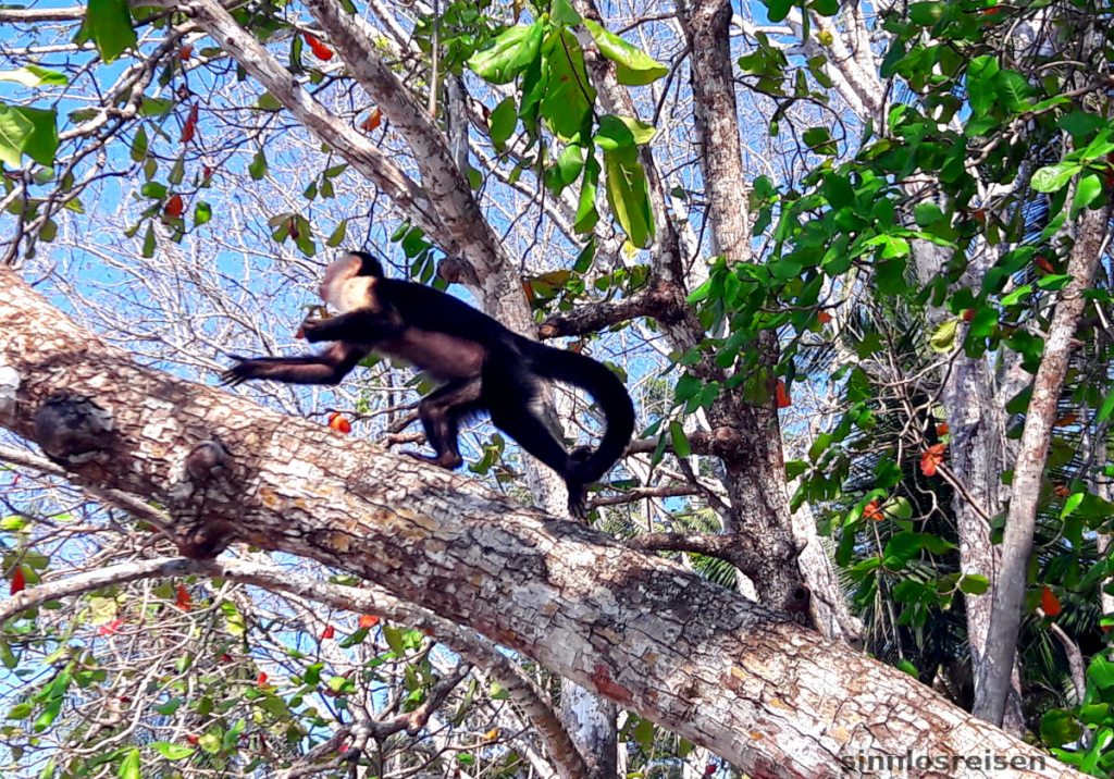 Affe klettert im Baum