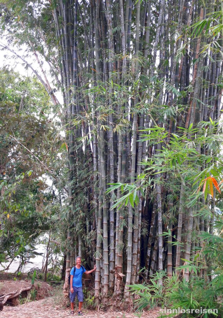 Großer Bambus, kleiner Mann