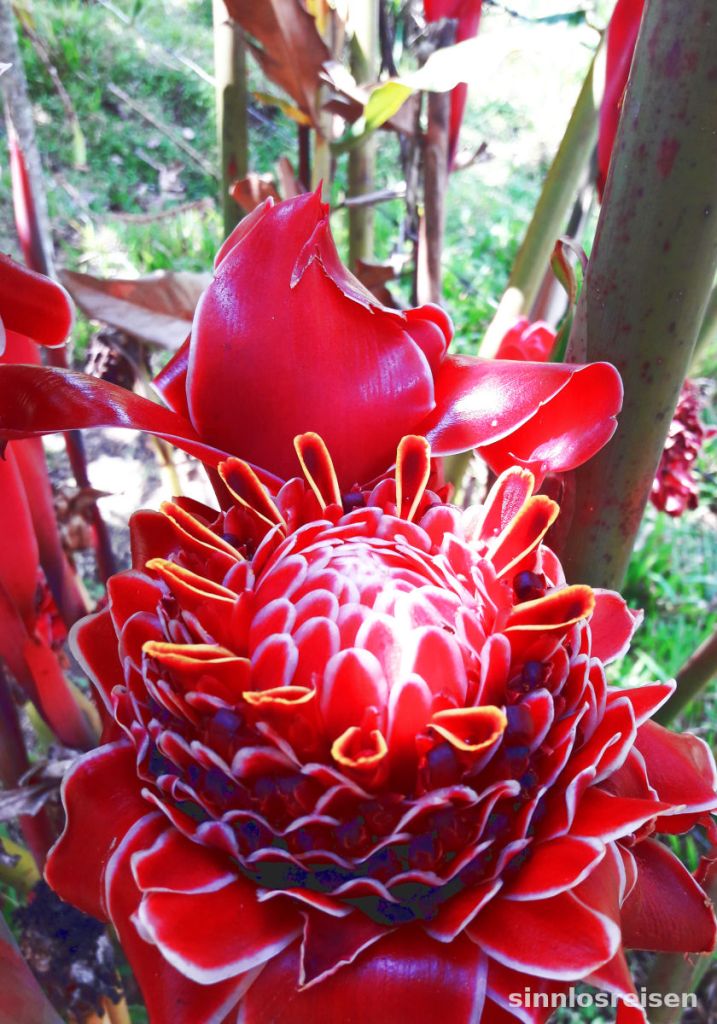 Farbenfrohe rote Blüte