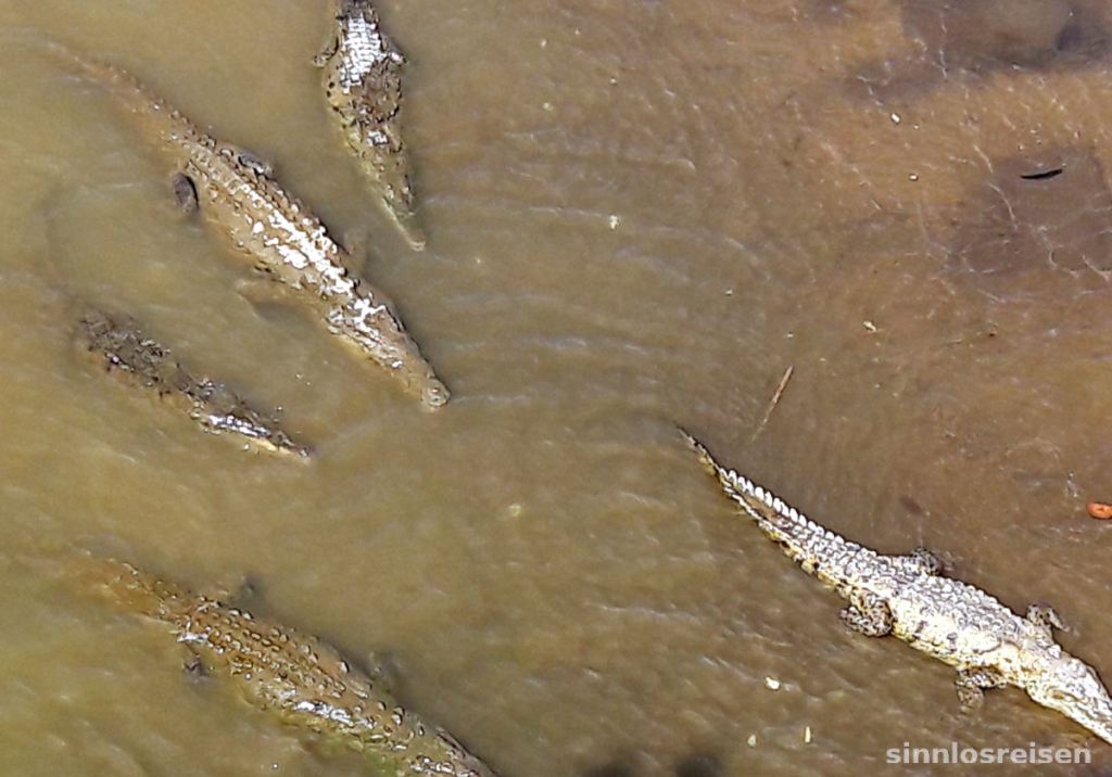 Krokodile von Tarcoles