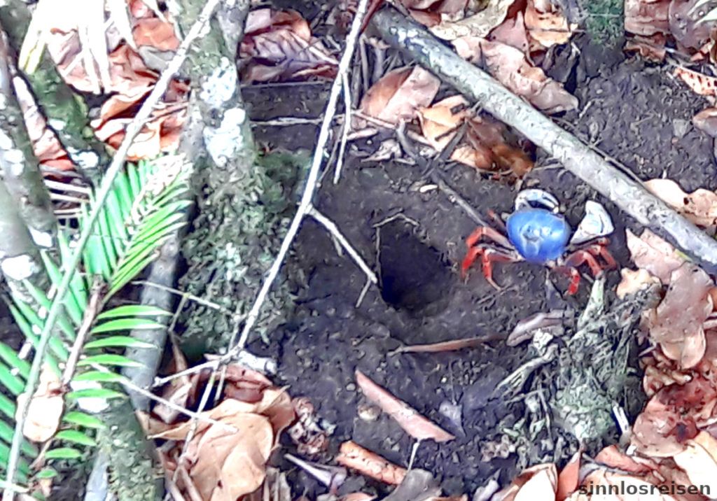 Blaue Krabbe im Dschungel