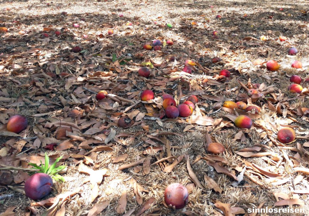 Mangos am Boden