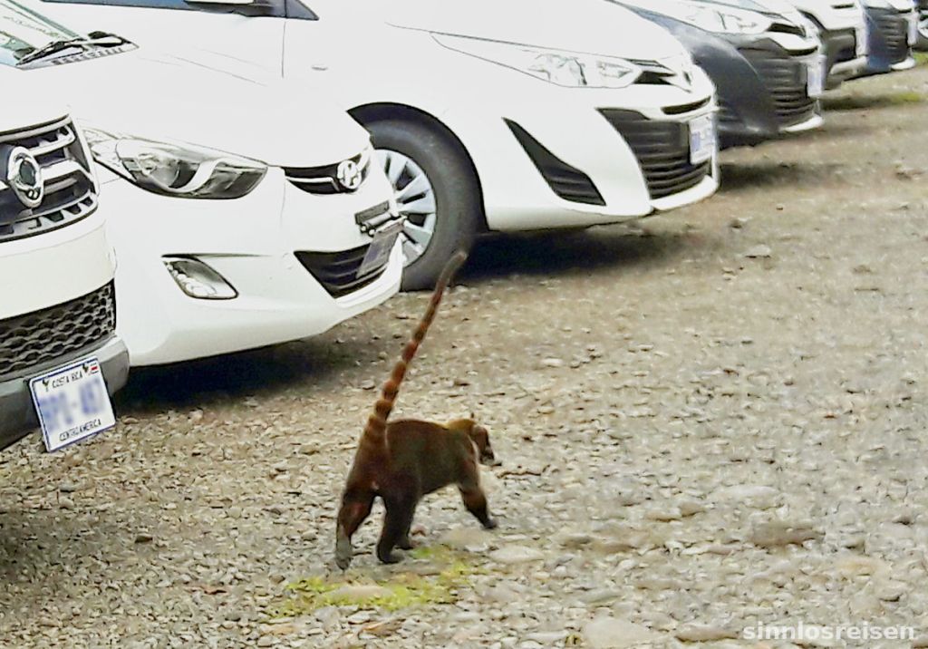 Nasenbär am Parkplatz