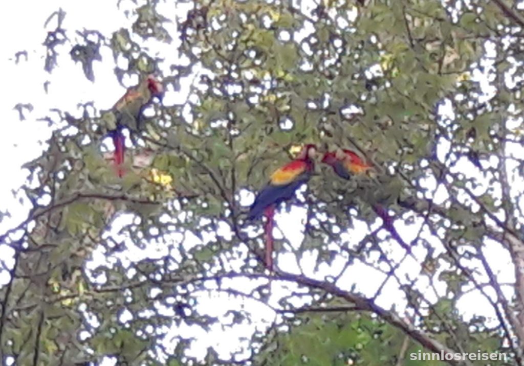 Rote Riesenpapageien