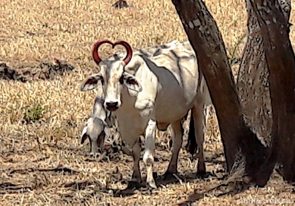 Kühe mit herzförmigen Hörnern