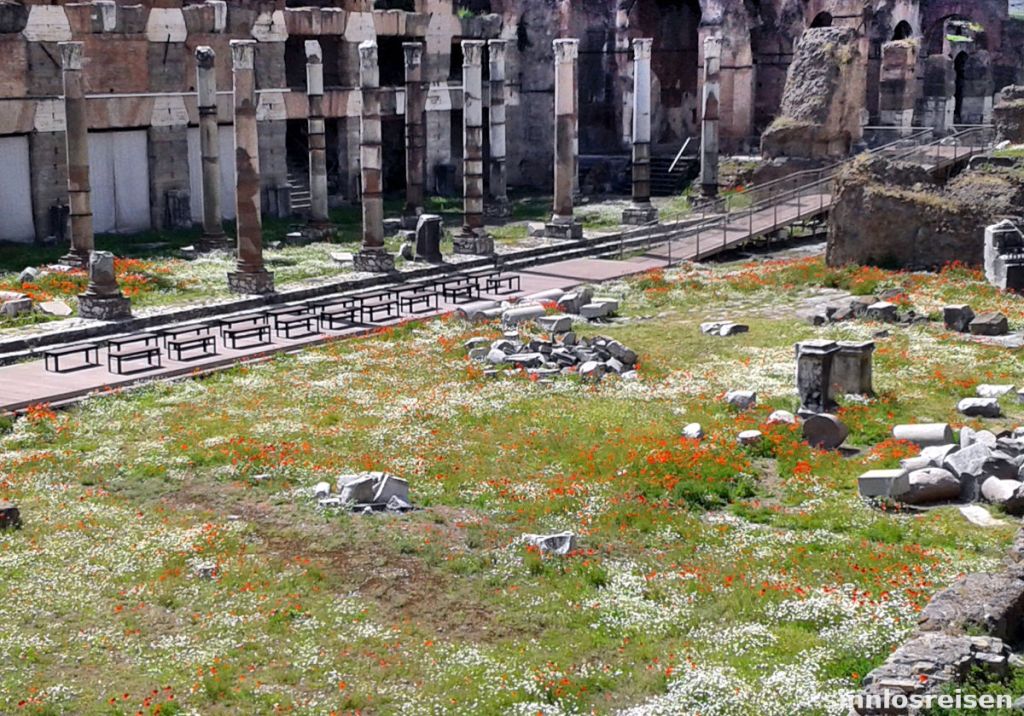Blühende Wiese im Forum Romanum