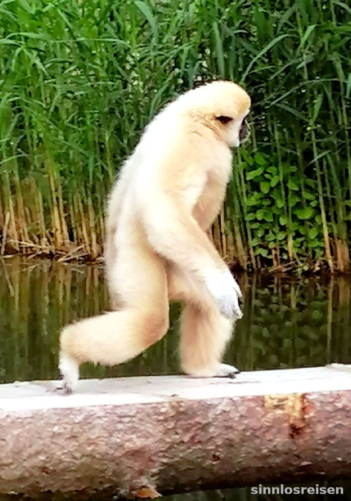 Weißer Gibbon läuft aufrecht