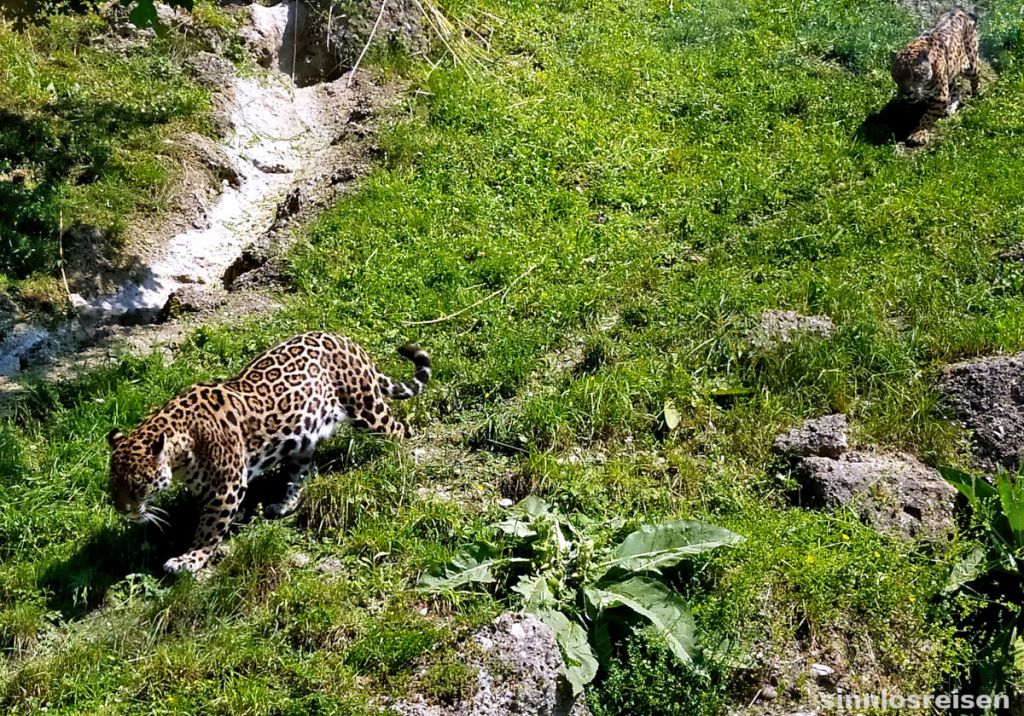 Zwei Jaguare laufen durchs Gras