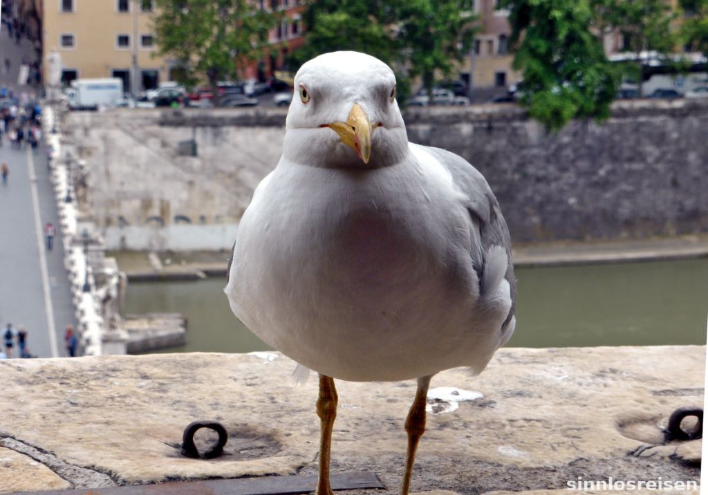 Möwe auf der Engelsburg