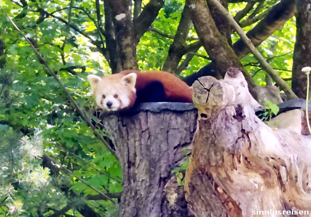 Roter Pandabär ruht auf einem Baum