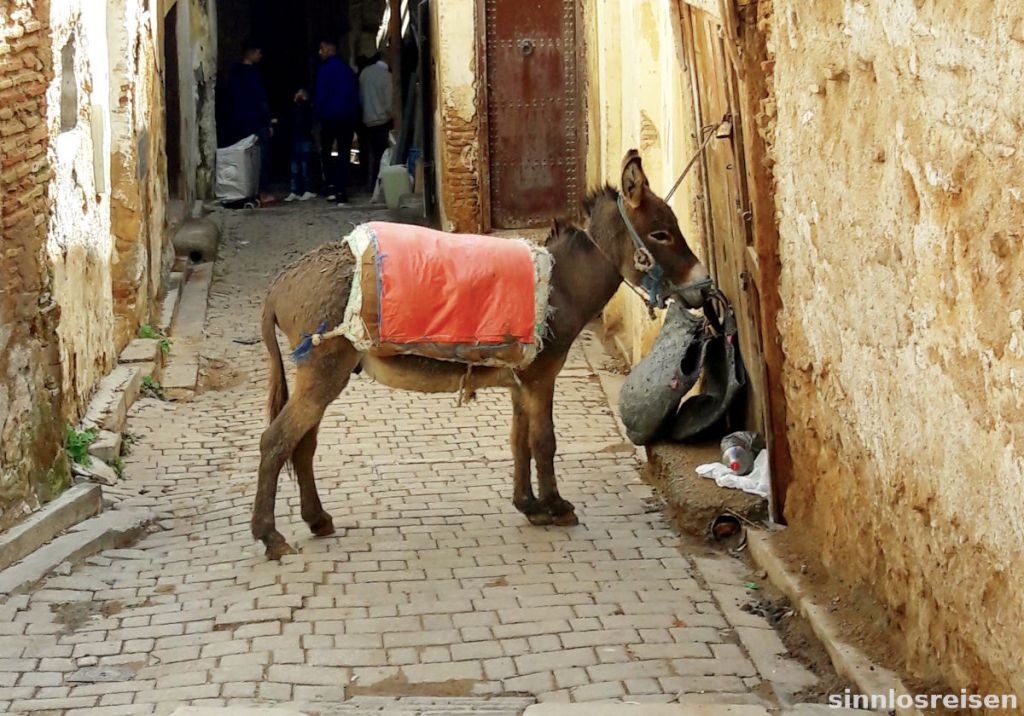 Esel in einer Gasse angebunden
