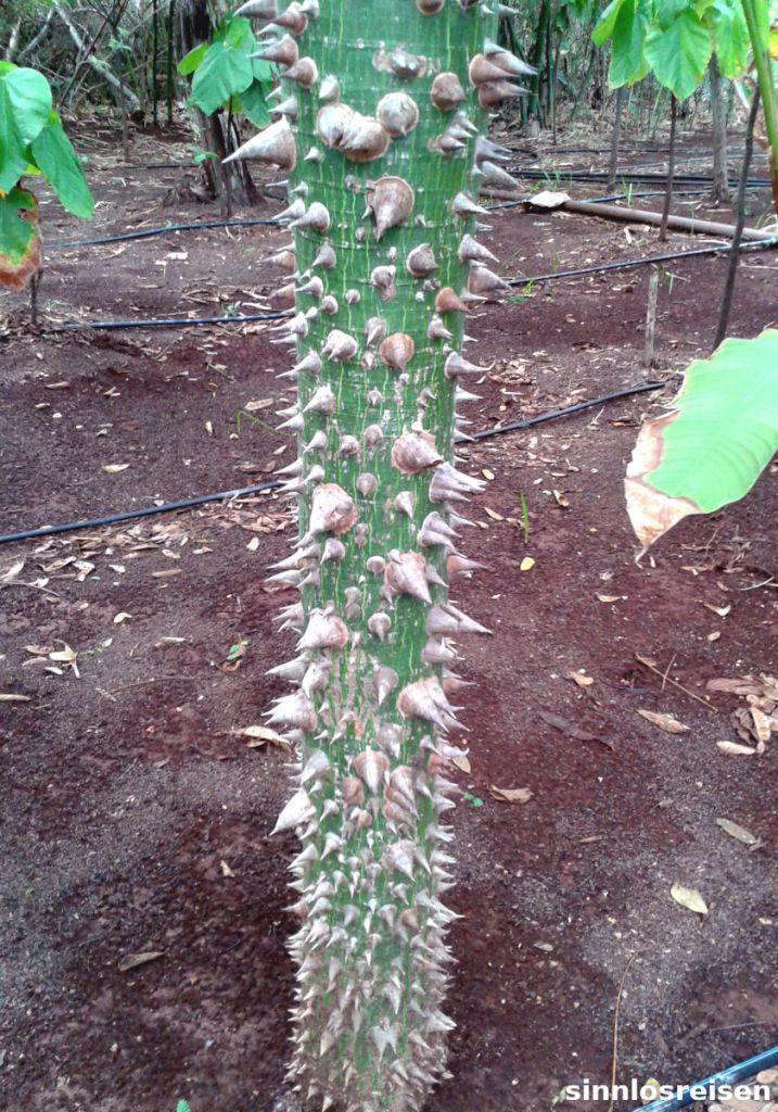 Kaktus mit dicken Stacheln