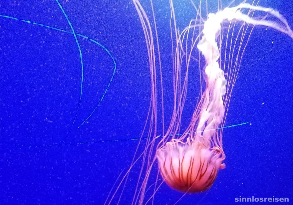 Qualle im Meer