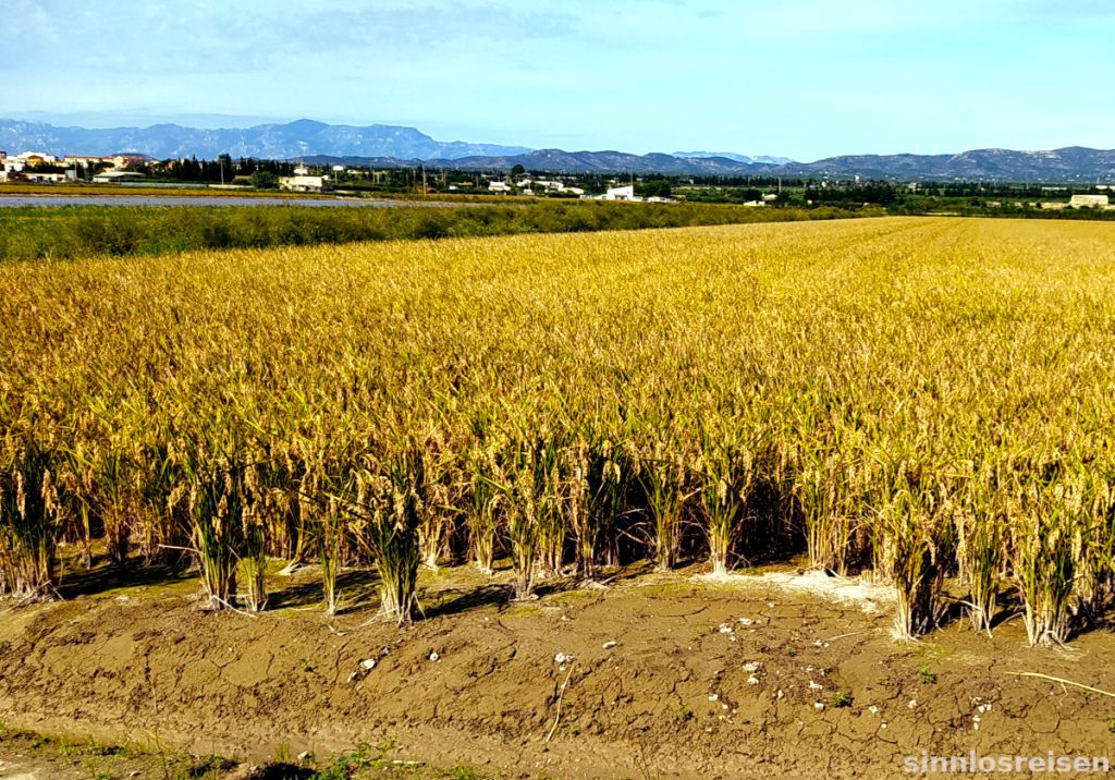 Reisfeld im Ebrodelta