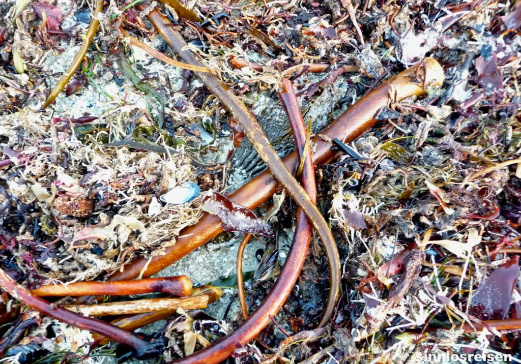 Meeresgetier und Pflanzenreste