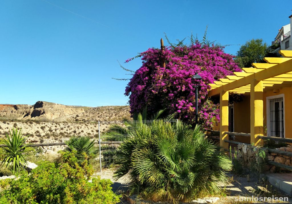 Blühender Busch in der Wüste