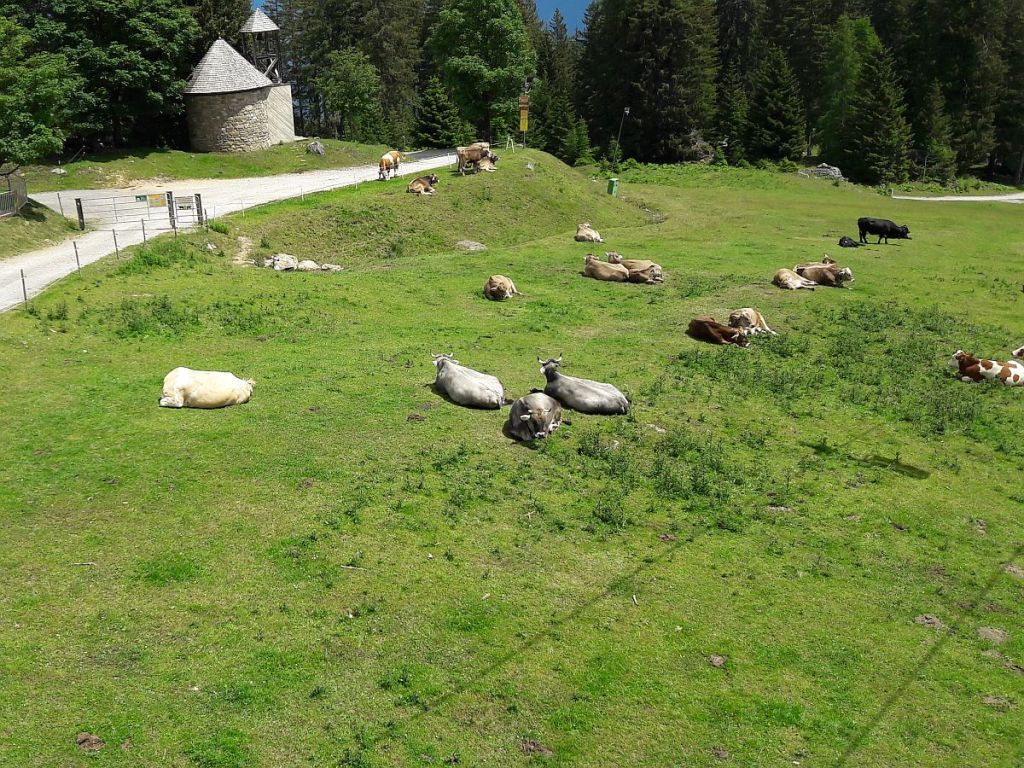 Kühe auf einer Wiese