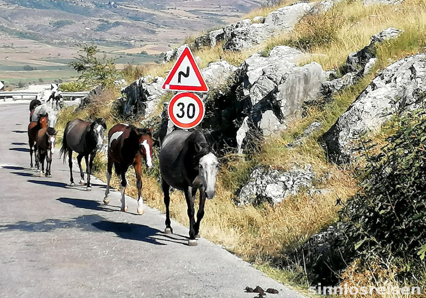 Pferde auf der Straße