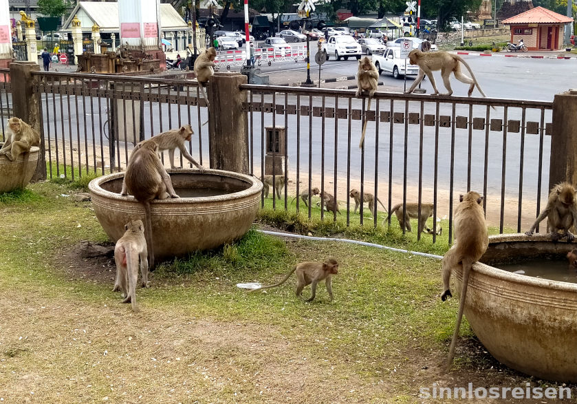 Affen turnen auf einem Zaun