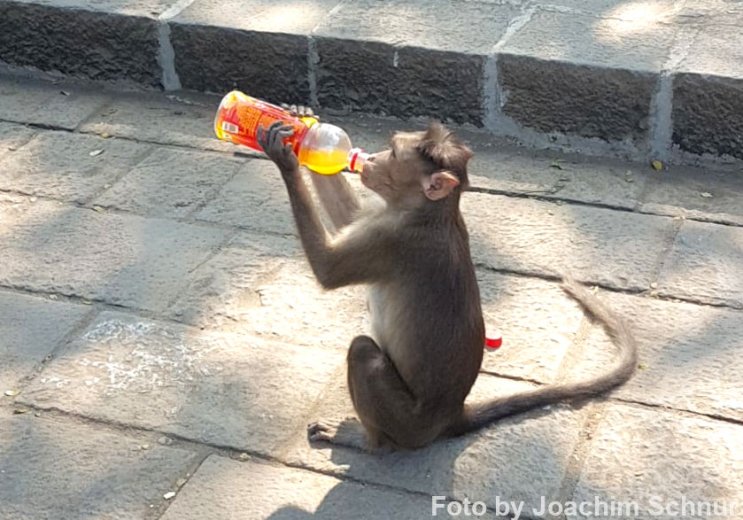 Affe trinkt aus einer Limonadenflasche