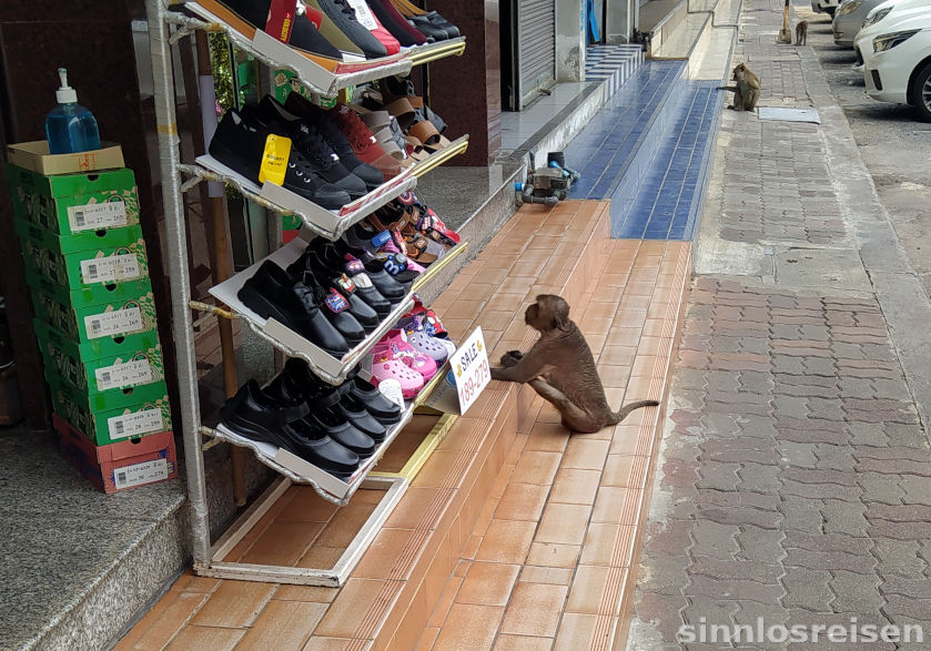 Affe vor dem Schuhgeschäft