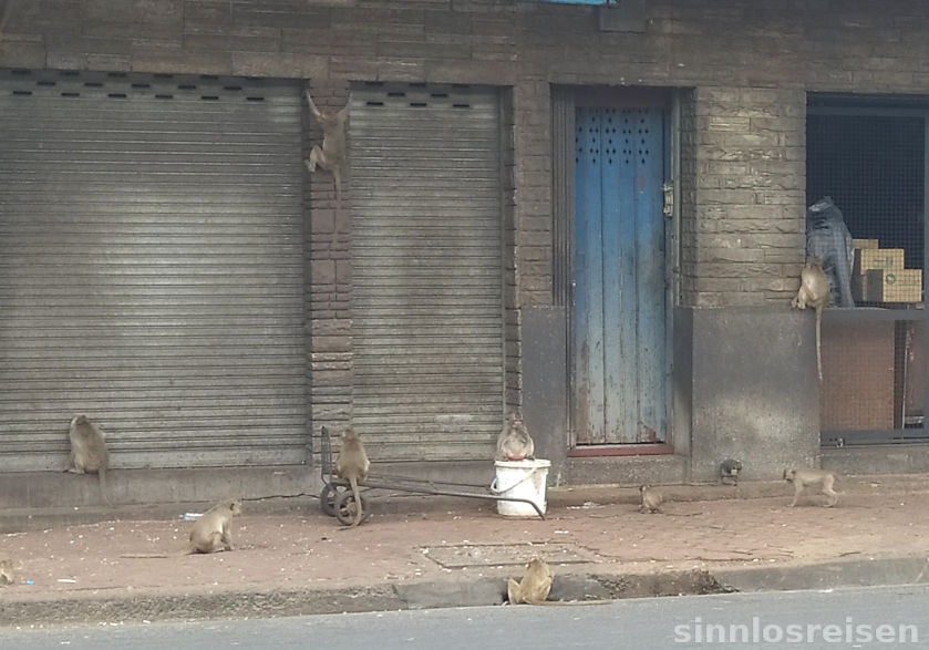 Affen plündern eine Wohngegend in Lopburi