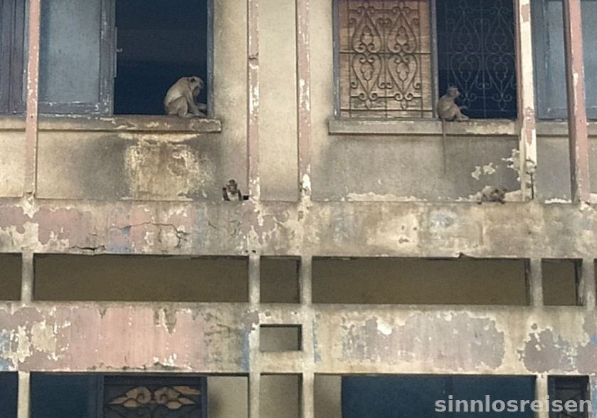 Affen besetzen ein Wohnhaus in Lopburi