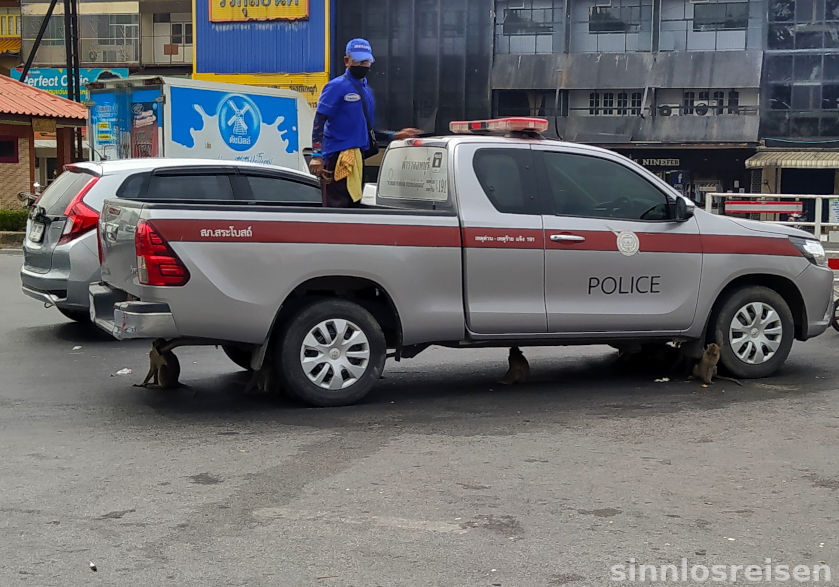 Polizist verschanzt sich auf seinem Pickup und bedroht Affen mit Steinschleuder