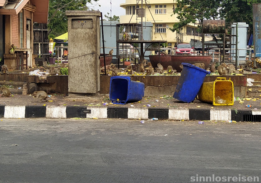 Affen plündern Mülleimer