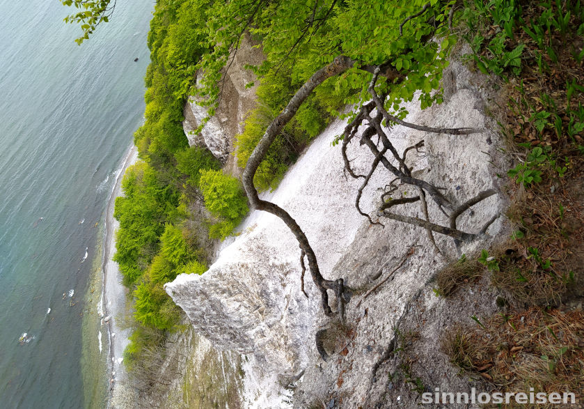 Steiler Abhang am Kreidefelsen Rügen