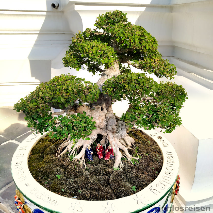 Bonsai Mönche