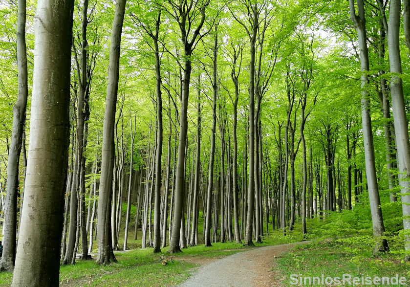 Buchenwald auf Rügen