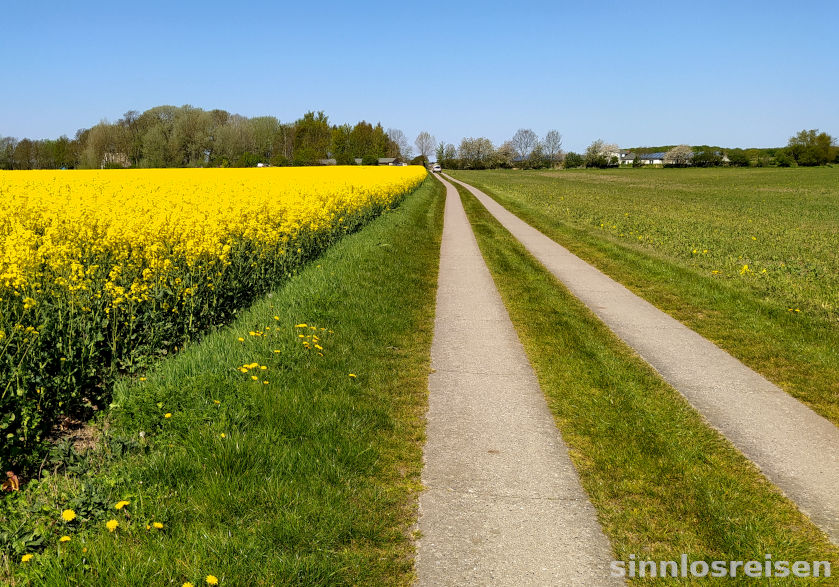 Straße neben Rapsfeld mit zwei Fahrstreifen