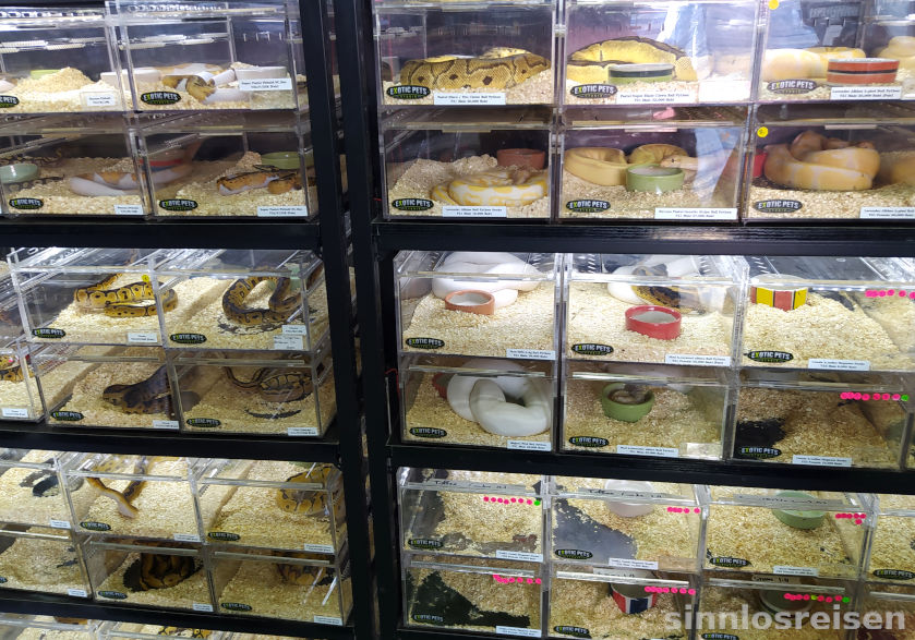 Fachgeschäft für lebende Schlangen