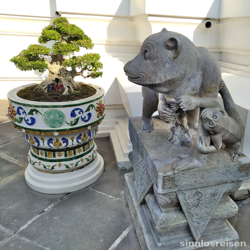 Tier schaut auf Bonsai