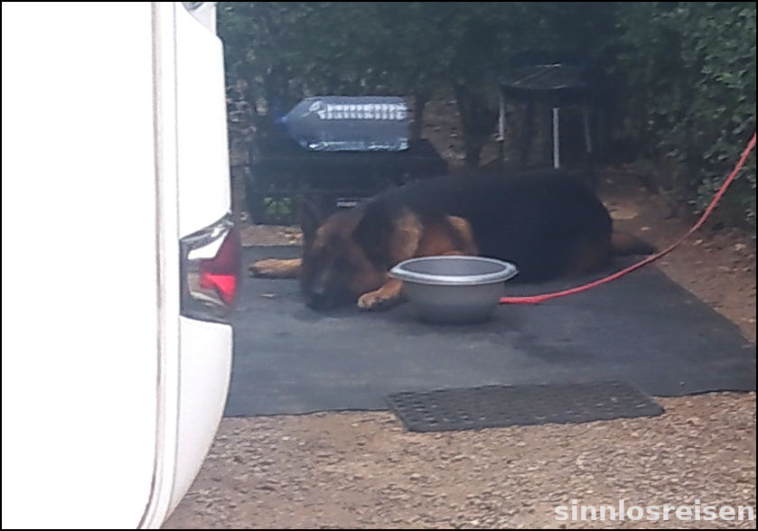 Schäferhund schläft im Schatten eines Wohnmobils