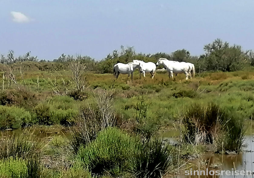 Weiße Pferde in der Camargue