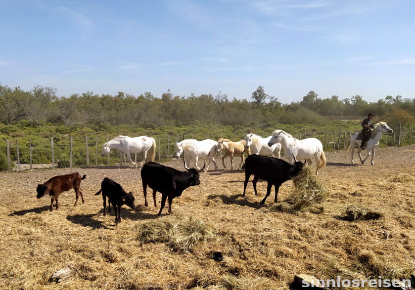 Stierherde in der Camargue