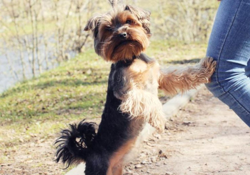 Yorkshire Terrier springt am Bein hoch